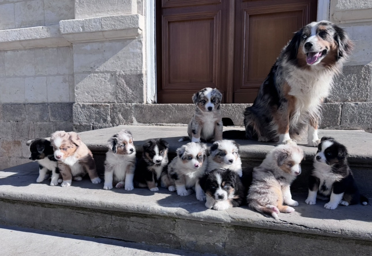 Chiot Berger Américain Miniature  Du Manoir De Louise