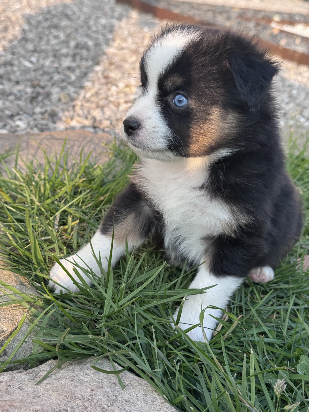 Du Manoir De Louise - Chiots disponibles - Berger Américain Miniature 