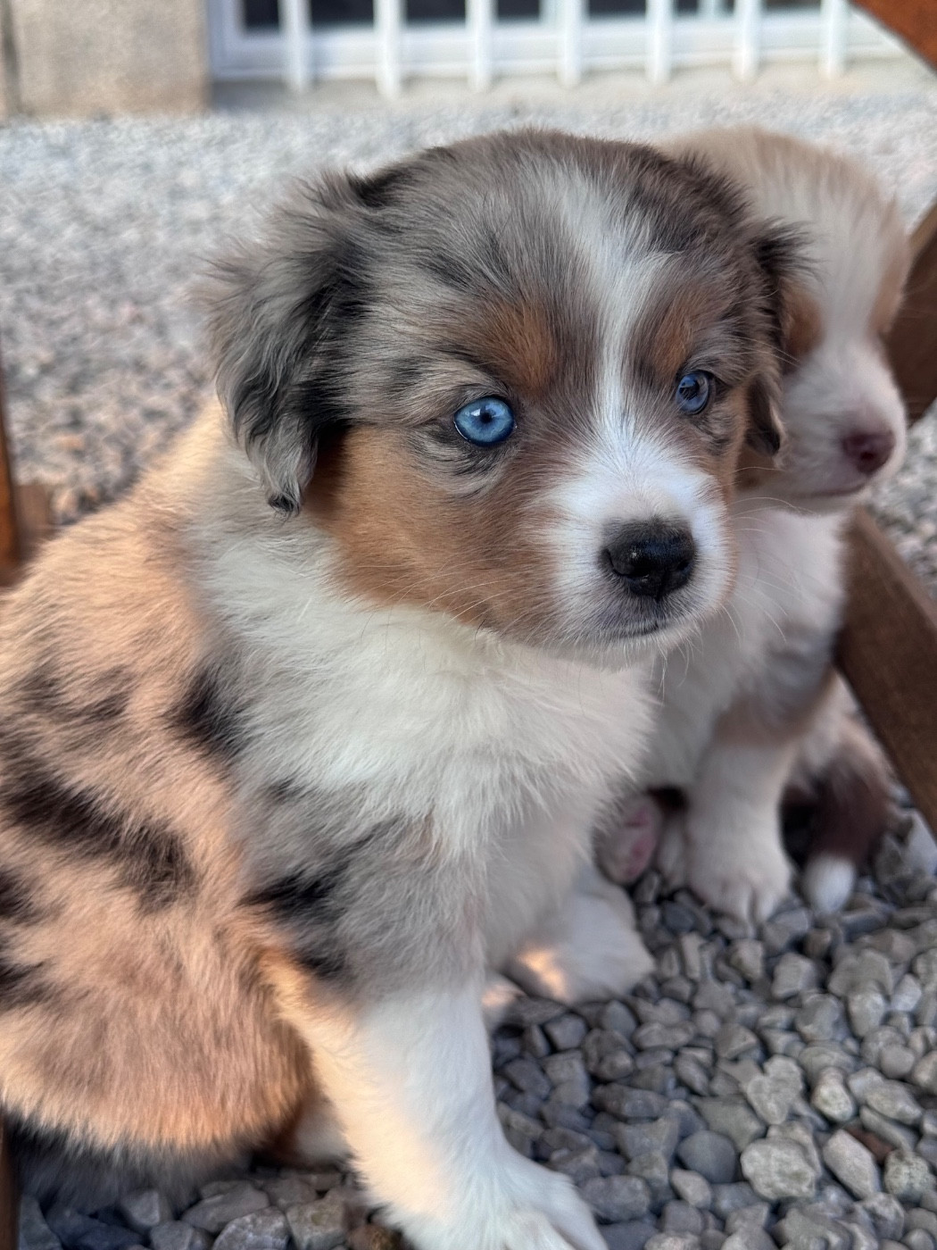 Du Manoir De Louise - Chiots disponibles - Berger Américain Miniature 