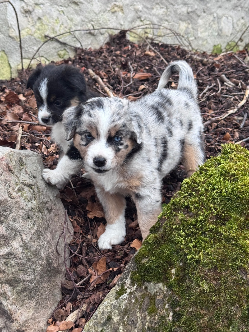 Du Manoir De Louise - Chiots disponibles - Berger Américain Miniature 