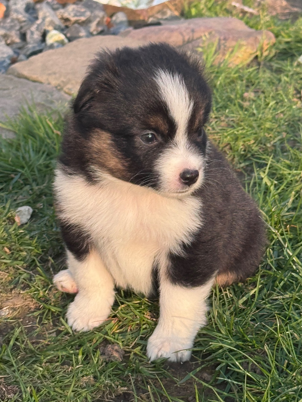 Du Manoir De Louise - Chiots disponibles - Berger Américain Miniature 