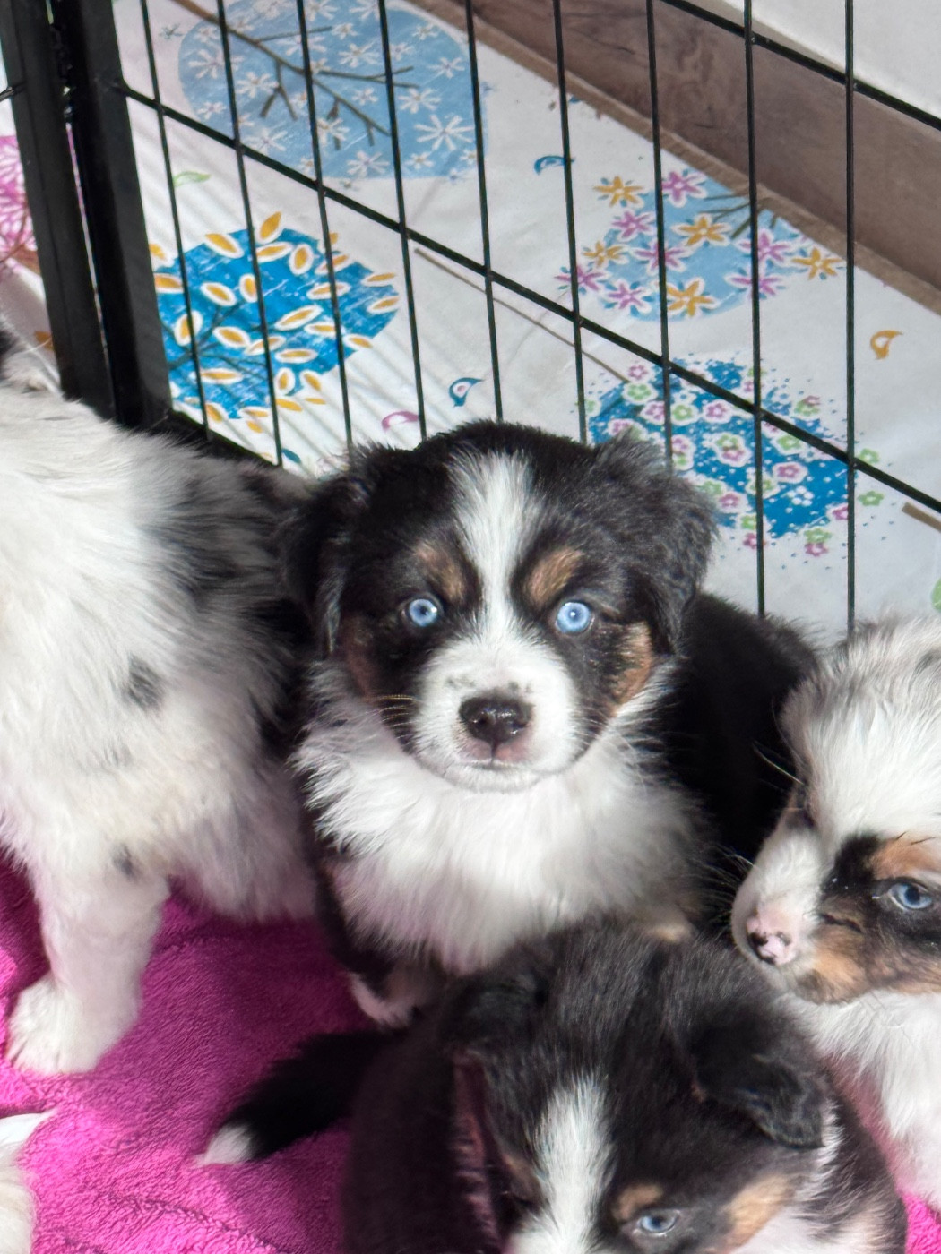 Du Manoir De Louise - Chiots disponibles - Berger Américain Miniature 