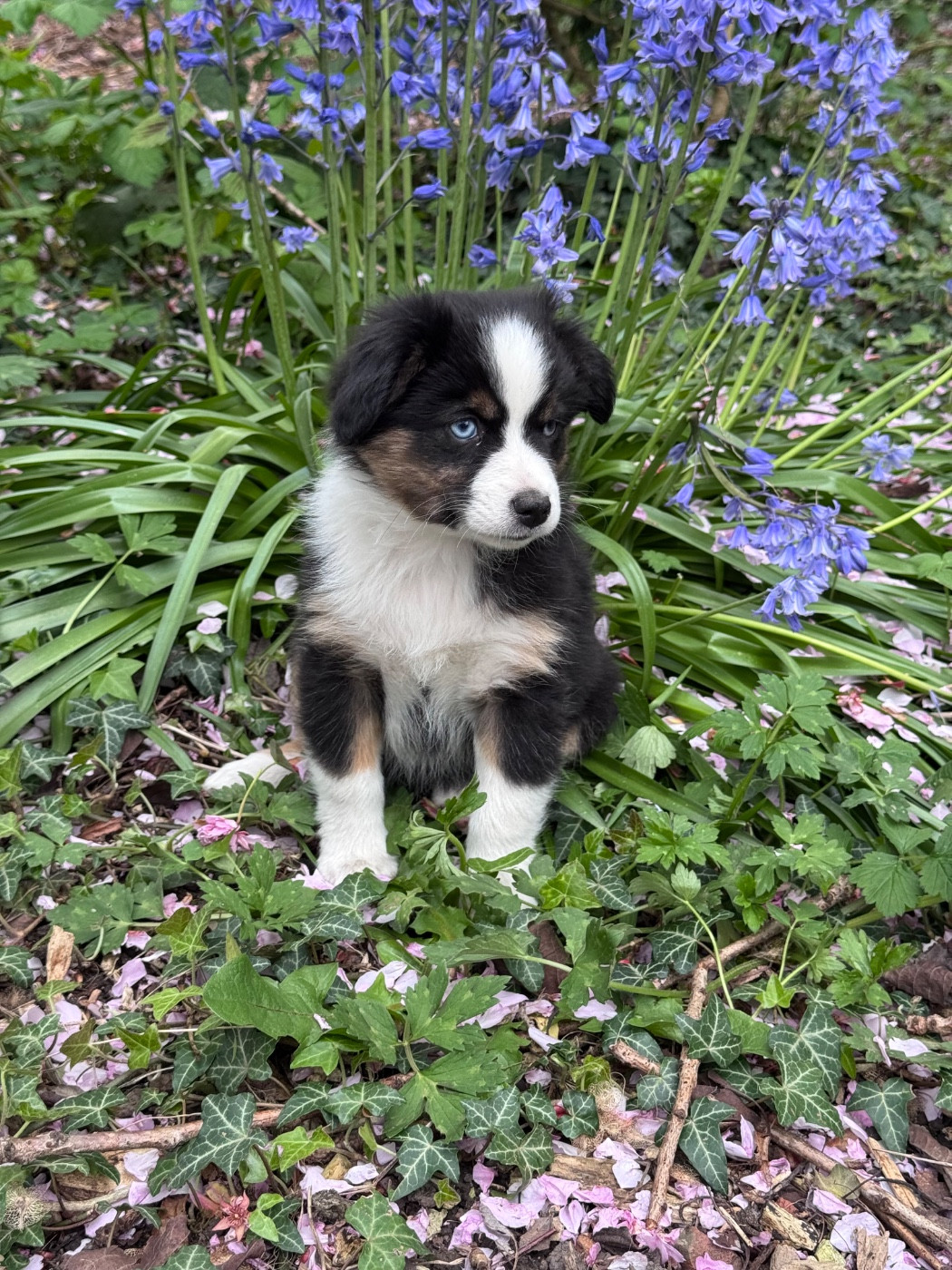 Du Manoir De Louise - Chiots disponibles - Berger Américain Miniature 