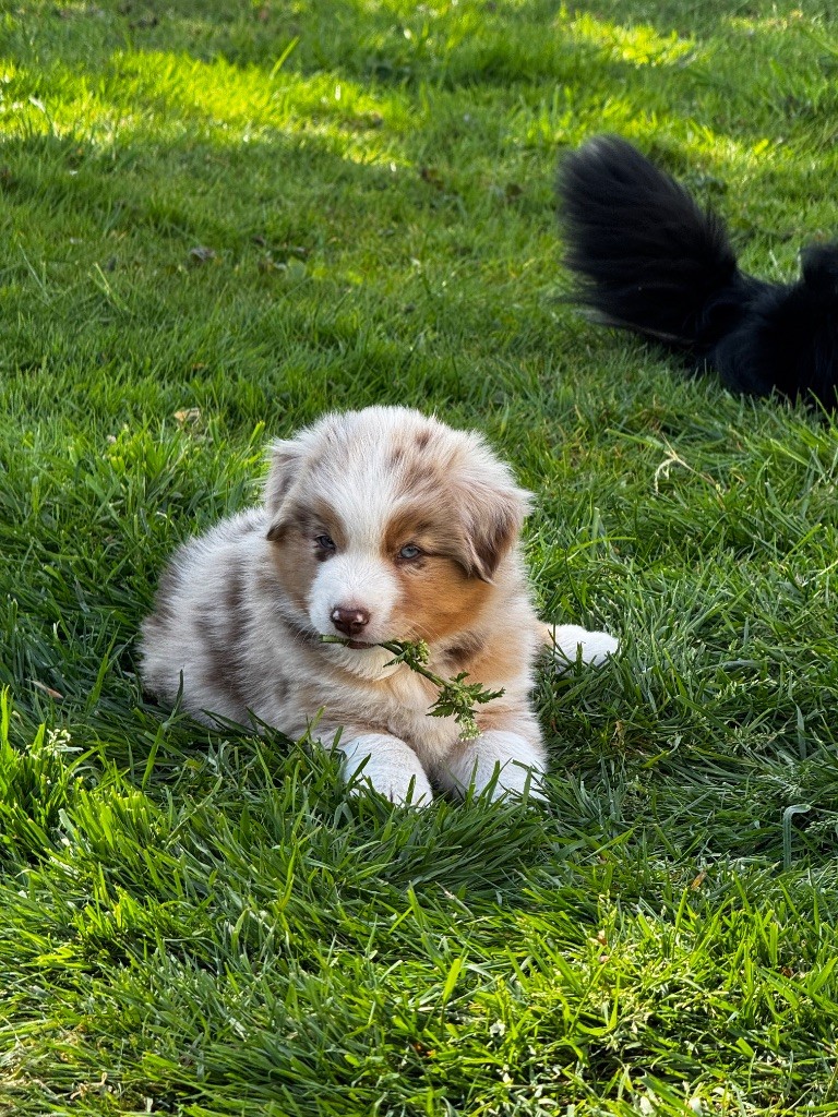 Du Manoir De Louise - Chiots disponibles - Berger Américain Miniature 