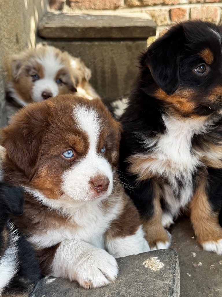 Du Manoir De Louise - Chiots disponibles - Berger Américain Miniature 