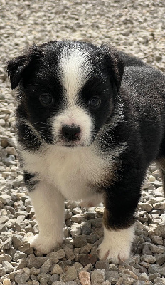 Artemis