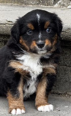 Achille
